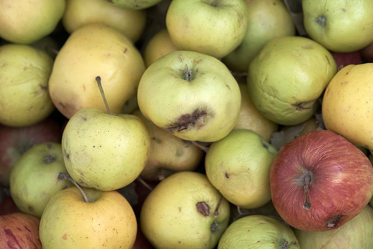 Daughter-in-Law Outraged After Receiving Box of Rotten Apples from In-Laws