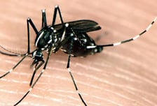 '청바지'도 뚫는 흰줄숲모기 막으려면? '펑퍼짐한 옷' 입어야