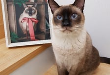 안락사 전날 만난 '10살 고양이'…살려달란듯 울었다