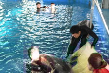 울산 돌고래 '폐사'… 수입 5일 만에 돌연사 '학대 논란'