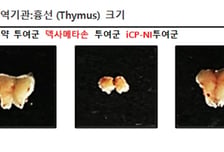 셀리버리, 코로나19 표준치료제 덱사메타손과 비교해 'iCP-NI'의 면역제어 능력 입증
