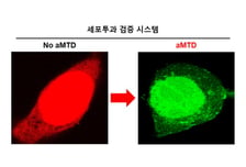 셀리버리, 서유럽 글로벌 제약사와 진행중인 TSDT 플랫폼기술 검증시험 성공 및 라이센싱 비즈니스모델 논의