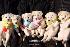 상간녀 임신하자 이혼하자는 남편…자식같은 반려동물 양육권은?[이혼챗봇]