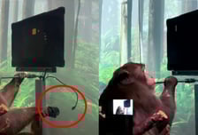 6개월 내 뇌에 칩 넣겠다는 머스크 "내가 실험체 되겠다"