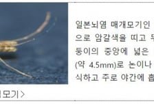 부산 모기, 10마리 중 9마리 일본뇌염 매개종…전국 비상