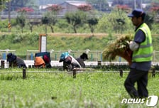 태풍 '카눈' 때문에 밤에도 어질어질…온열질환자 누적 1385명