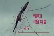 '검은색에 반점' 이 모기 조심하세요…말라리아 환자 작년 2배