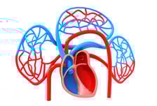 심장혈관 굳으면 콩팥까지 고장난다…만성 콩팥병 위험 최대 70%↑