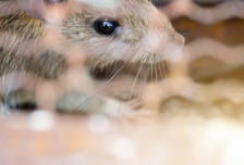 중국·몽골서 '페스트' 5명 확진…국내 발생땐 치료 어떻게?