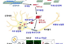 '깜박깜박' 치매 생기는 과정…韓연구진 새로운 발병기전 찾았다