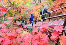 "단풍 좋네" 설레는 등산객…'입산주' '정상주' 대신 '이것' 드세요