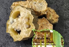 부작용 많은 스테로이드 대신할까?…한약재서 근육 성장 열쇠