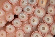 문어 빨판만 봐도 식은땀 '줄줄'…환 공포증 극복할 수 있을까?