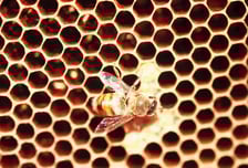 벌집 밀랍서 얻은 '이 성분', 비타민C보다 항산화 능력 더 강했다