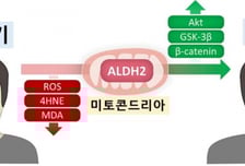 "머리카락 자란다" 탈모인 환호할 소식…모낭 '재가동 엔진' 찾았다