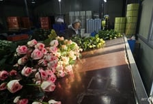 "1년에 3000만원 남는데…" 대목 화훼농가 웃음꽃 사라진 이유[르포]