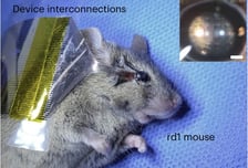 "실명한 쥐가 시력 되찾아" 말랑한 '인공망막' 국내 개발…상용화는