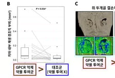 "부러진 뼈·치아에 '이것' 넣으니 되살아나" 새 재생 유도 기전 찾았다