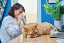 "집사 되니 간질간질" 고양이 털 알레르기, 개 털의 2배…왜?