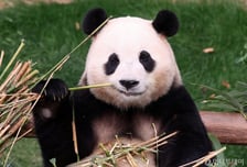 "안녕… 푸바오" 슬퍼하는 팬에게 해선 안 될 말[한 장으로 보는 건강]