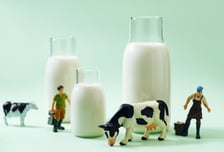 "한국 우유 '월클'" 호평 쏟아지는데…'6.8억' 빚 떠안는 낙농가, 왜?