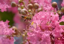 환경, 우리 농업까지 지키는 ‘달콤한 법’