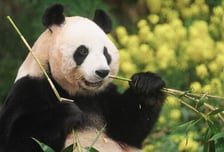 '안녕, 할부지', 개봉 첫날 흥행1위!  '님아, 그 강을~' 넘었다