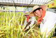 이젠 백성들 입맛 돋우는 ‘이천 임금님표’ 쌀