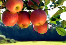 ‘충주’만 붙일 수 있는 으뜸 ‘금단의 열매’