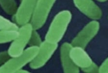 '등심 레어' 먹고 설사→변기뚜껑 열고 물 내리니 온가족 식중독, 무슨 일