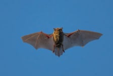 더 세다는 신종 박쥐 코로나, 中서 일부러 만들었다?…전문가 의견은