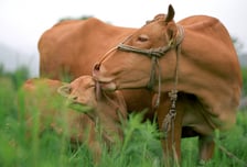 예부터 최고의 맛 한우, 그중 으뜸은 ‘횡성’