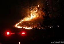 "골프 치다 혼수상태 빠진다" 산불 연기 속엔 이런 물질이…