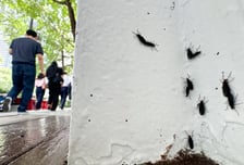 초여름 불청객 ‘러브버그·팅커벨’ 막아라