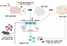 늙은 세포 하나, 어떻게 몸 전체로 퍼지나…한국 연구진이 밝혀냈다