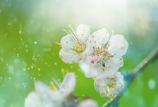 "종일 재채기·콧물에 괴로워"…3일 빨리 찾아온 '봄 불청객' 대응법