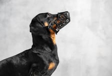 "악!" 개 물림 사고 가장 위험한 장소는?…한국만 의외의 결과