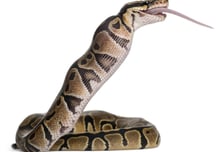 "뱀 독 퍼질라" 공포에 요동치는 맥박이 더 위험…물렸을 때 대응법