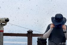 "엄청 고소해" 러브버그 먹방, 괜찮다?…"기생충·곰팡이 옮을 수도"