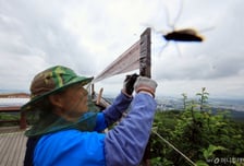 날아든 러브버그, 입속으로 '쏙'…'이 증상' 나타나면 바로 병원 가야