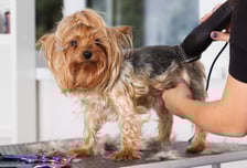 강아지만 보면 "에취~" 간질…털 빡빡 밀면 걱정없다?