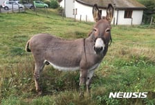 당나귀에 꽂힌 중국…전 세계 뒤져 찾았는데 "그만 가져가" 날벼락, 왜?