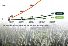 "사과 못 먹은 지 오래" 가격 훌쩍…한국 식탁서 '노란 사과' 볼 수도