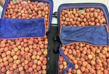 검역본부, 동남아산 생과실 불법 수입 일당 18명 형사처벌