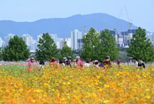 36만명이 구리에서 추억을 남기다...2025 구리 코스모스 축제 성료