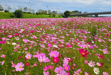 [내일 날씨] 10월 첫날도 일교차 10도 이상…낮 최고 29도까지
