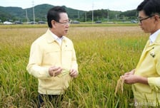 햅쌀값 오르나?…수확철 앞두고 벼 곰팡이성 병해 '창궐'