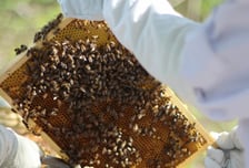 "벌통에 여왕벌 없다" 양봉업자 살해한 70대…재판서 드러난 잔인한 범행 수법