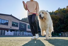 연휴에 반려동물 '펫 시터'에 맡겨도 될까…사고나면 책임은?