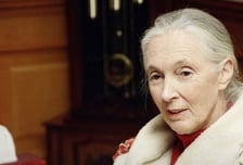 '침팬지의 어머니' 제인 구달 박사 별세…에버랜드, SNS 추모글